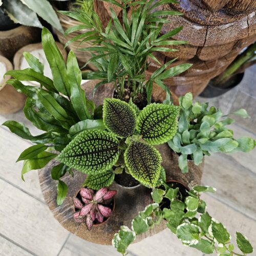 Lot de 6 plantes 20€