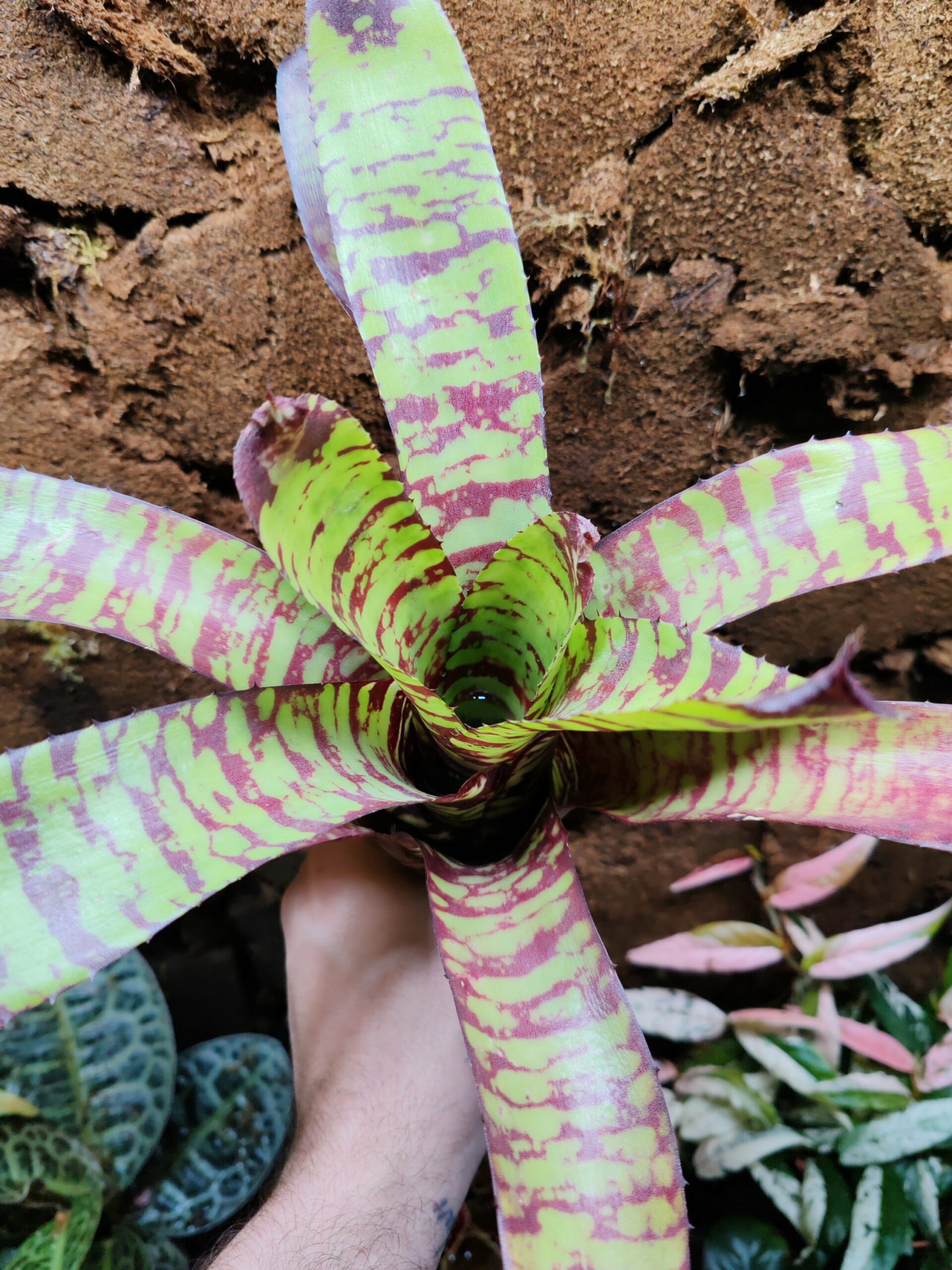 Neoregelia Sunfire Tiger – Image 2