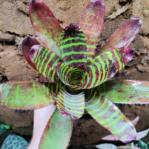 Neoregelia Mini Voltage