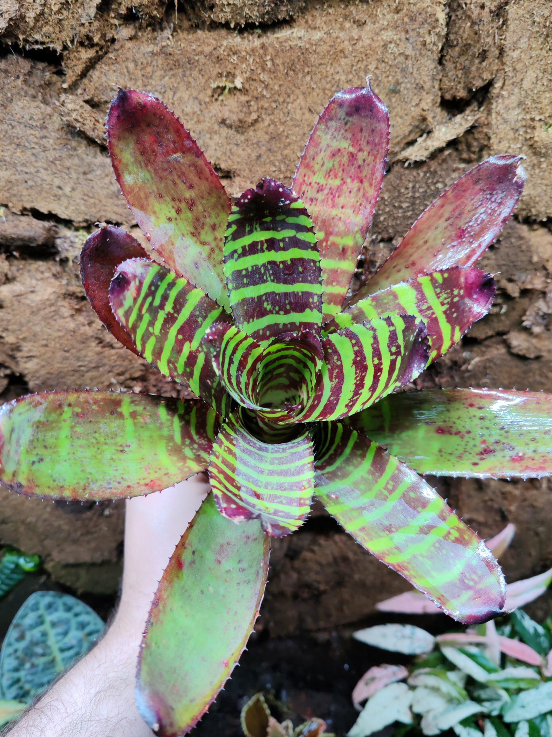 Neoregelia Mini Voltage