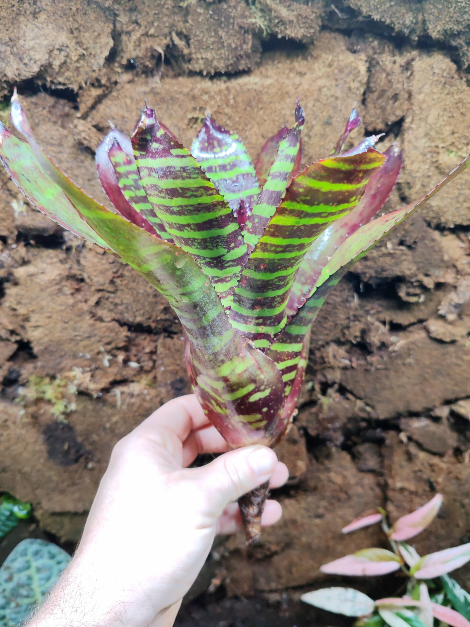 Neoregelia Mini Voltage – Image 2