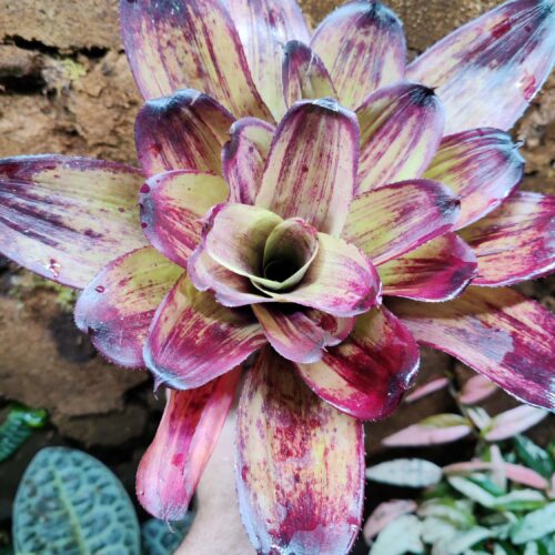 Neoregelia Strawberry Loan