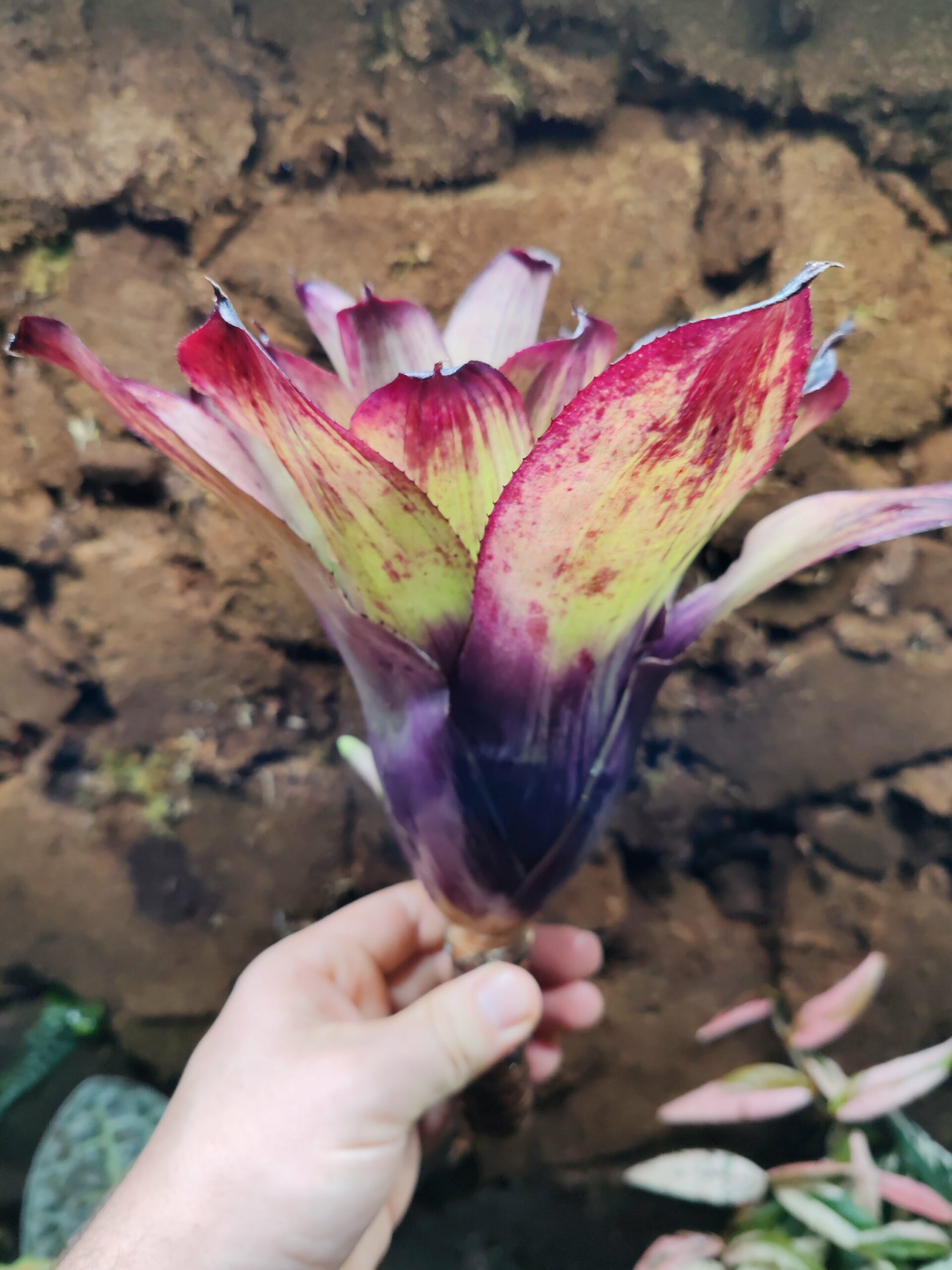 Neoregelia Strawberry Loan – Image 4