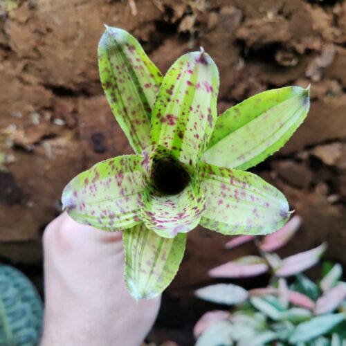 Neoregelia Chrissy Verde
