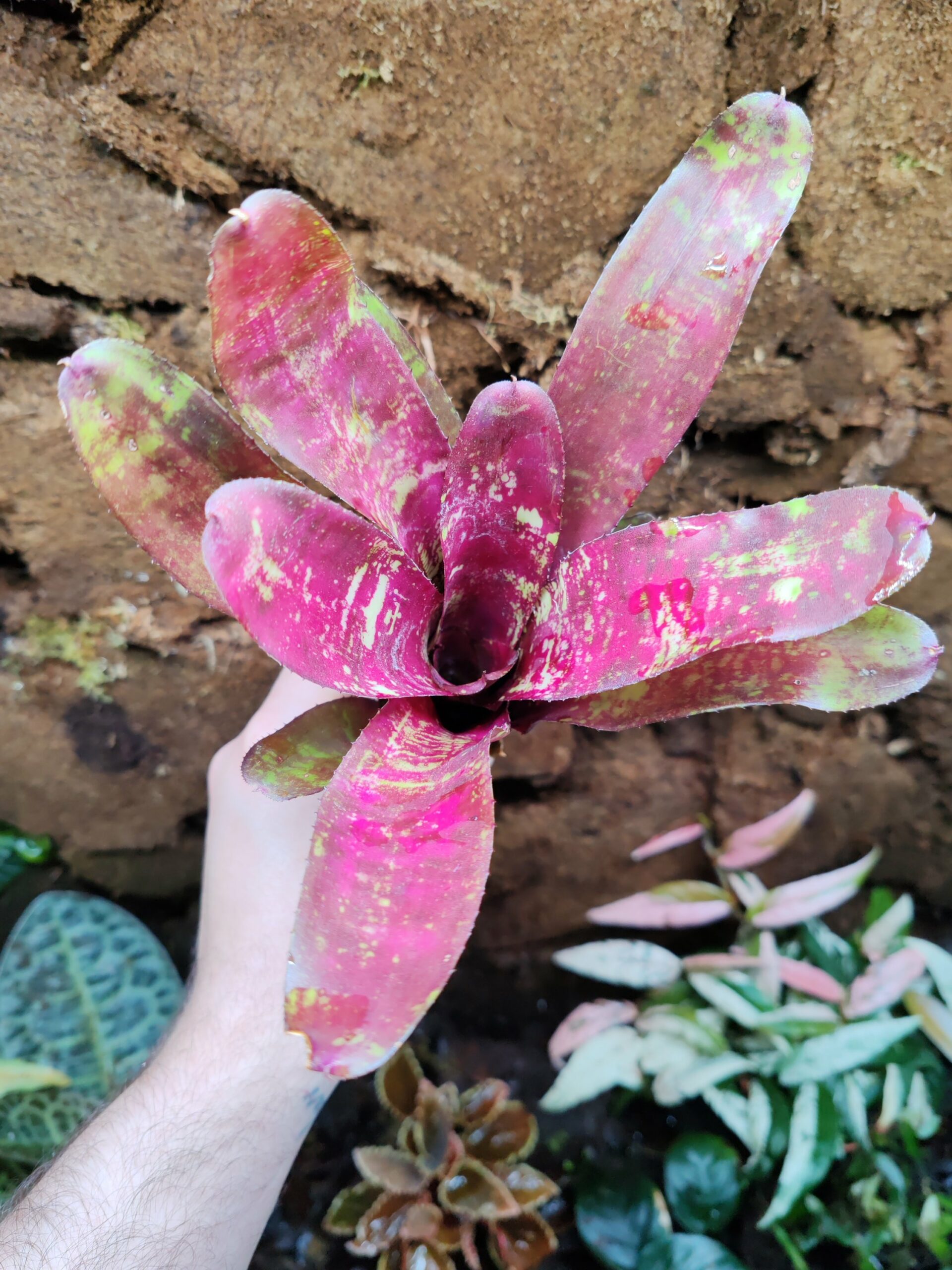 Neoregelia Riverland