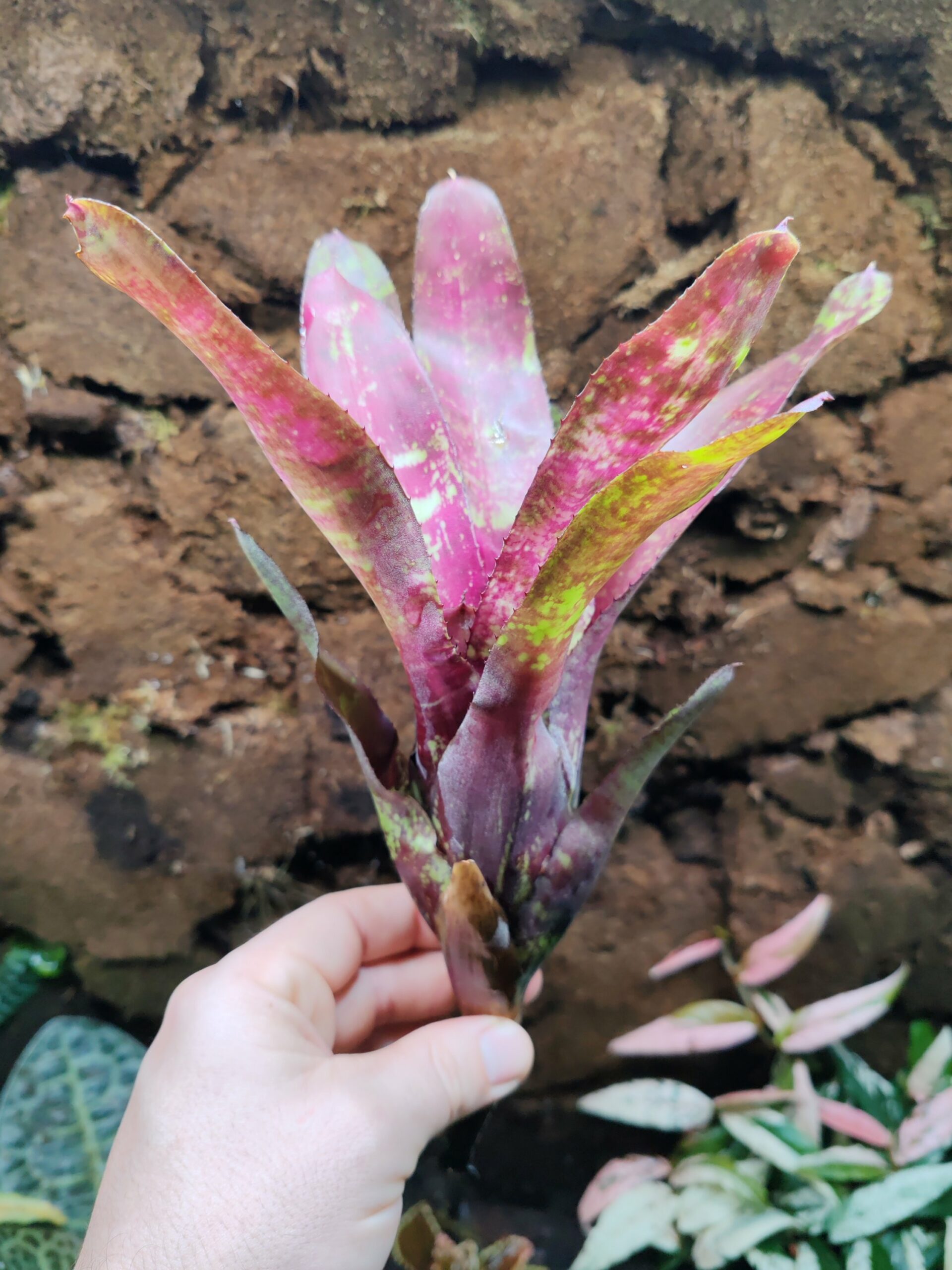 Neoregelia Riverland – Image 2