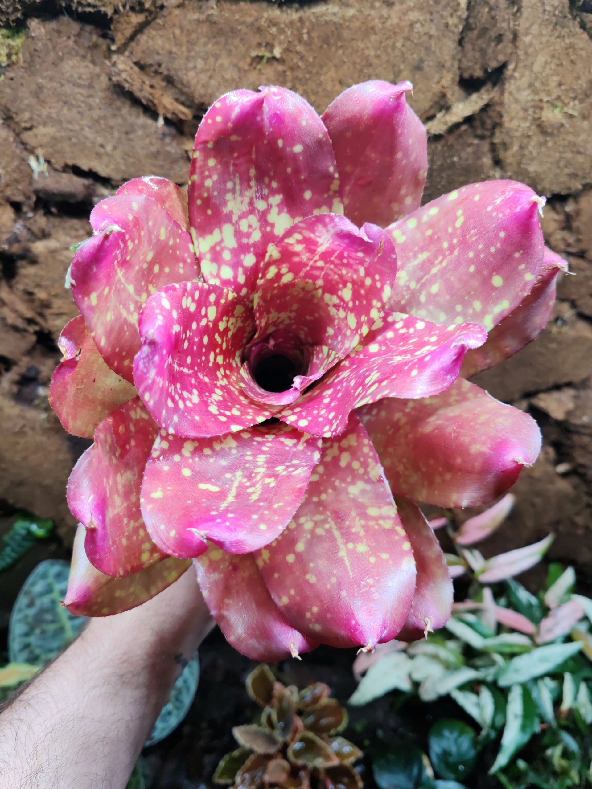 Neoregelia Gold Fever – Image 3