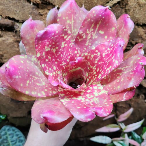 Neoregelia Gold Fever