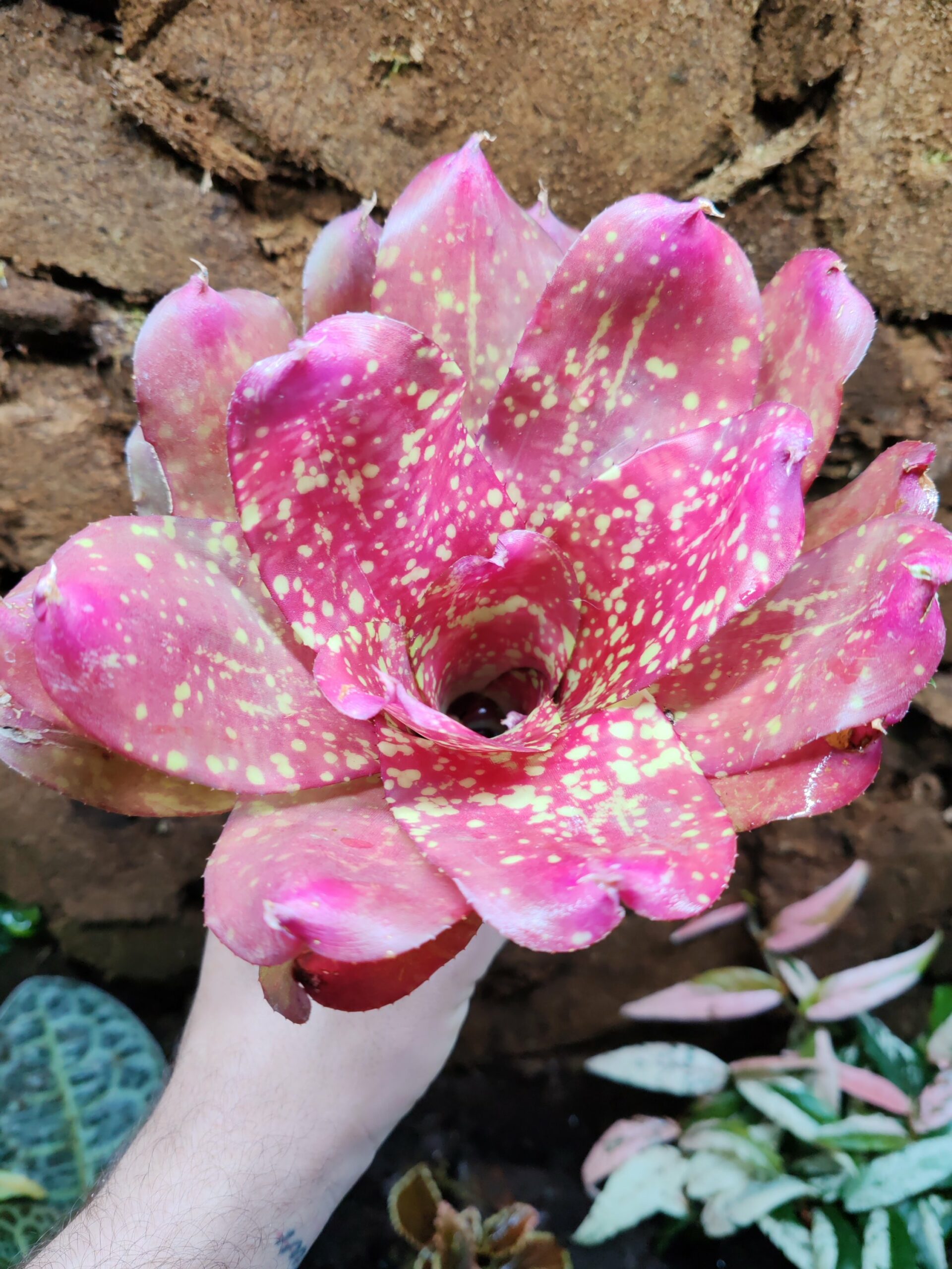 Neoregelia Gold Fever