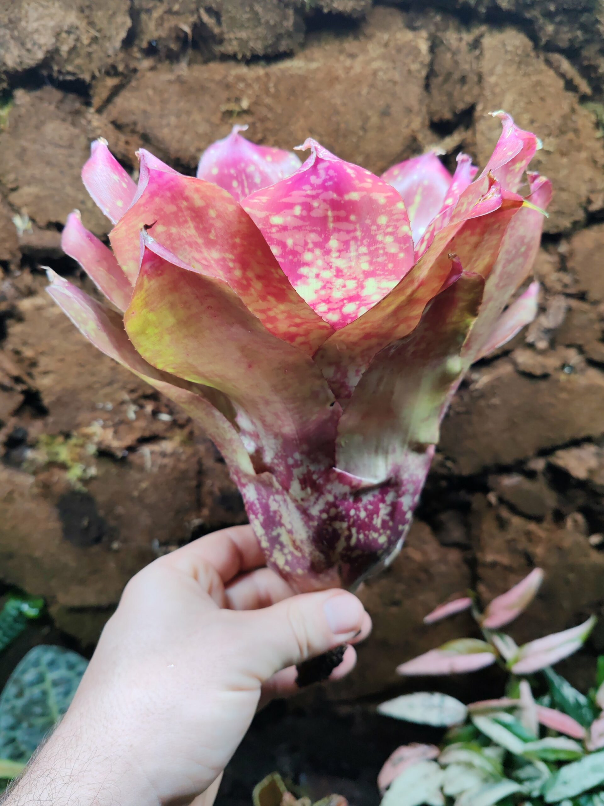 Neoregelia Gold Fever – Image 2