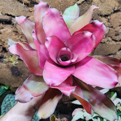 Neoregelia The Rose