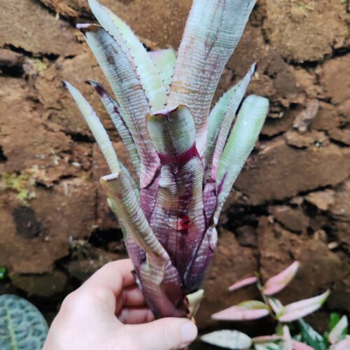 Aechmea Nudicaulis "Candy cane"