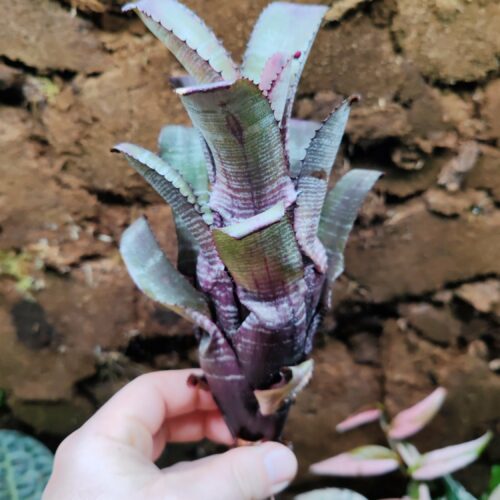 Aechmea Nudicaulis "Candy cane" - Small