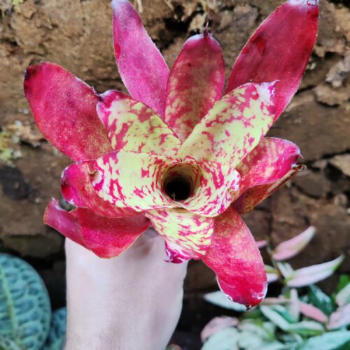 Neoregelia Winnie the Pooh