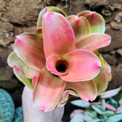 Neoregelia Medusa Spineless