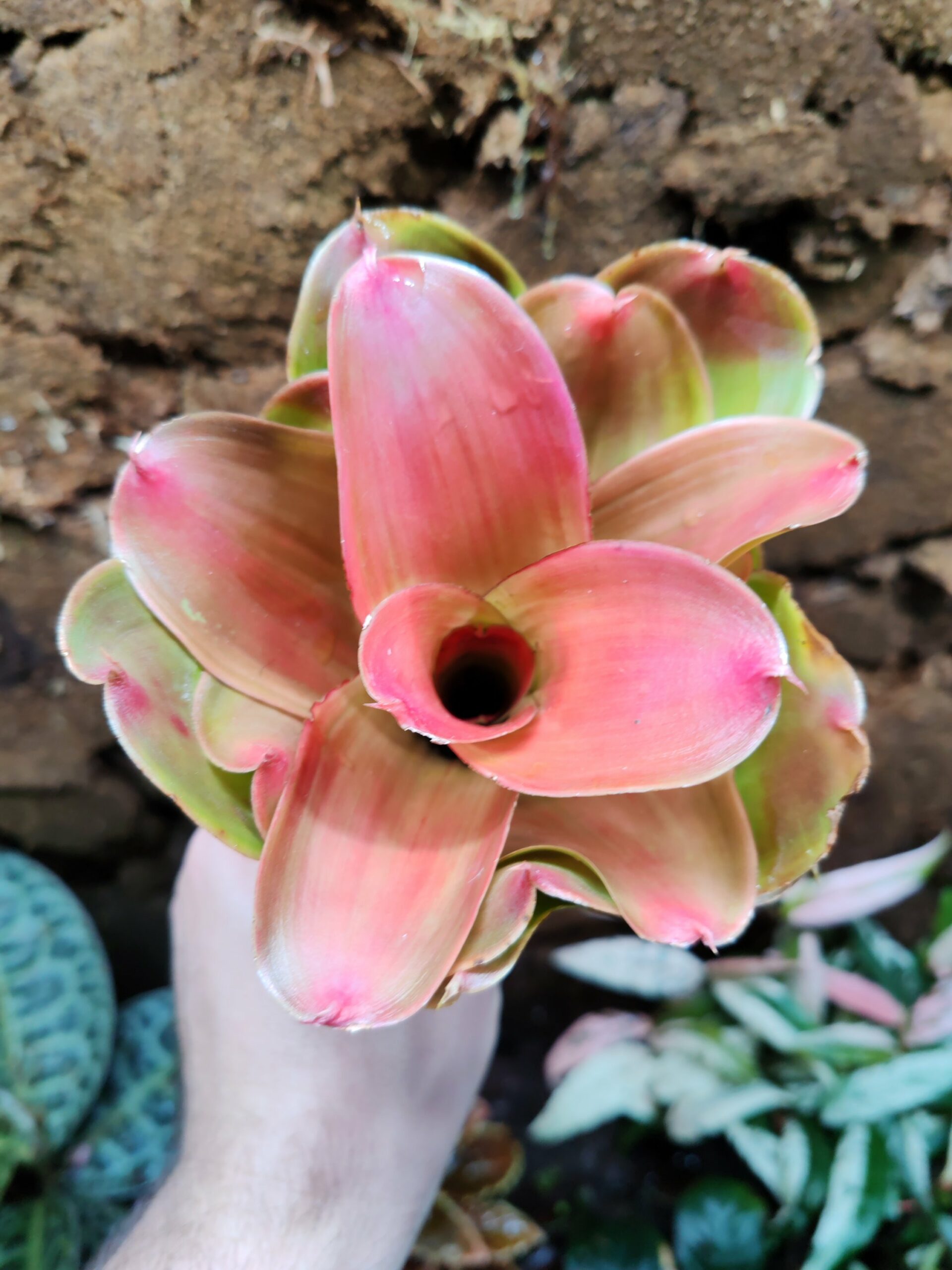 Neoregelia Medusa Spineless