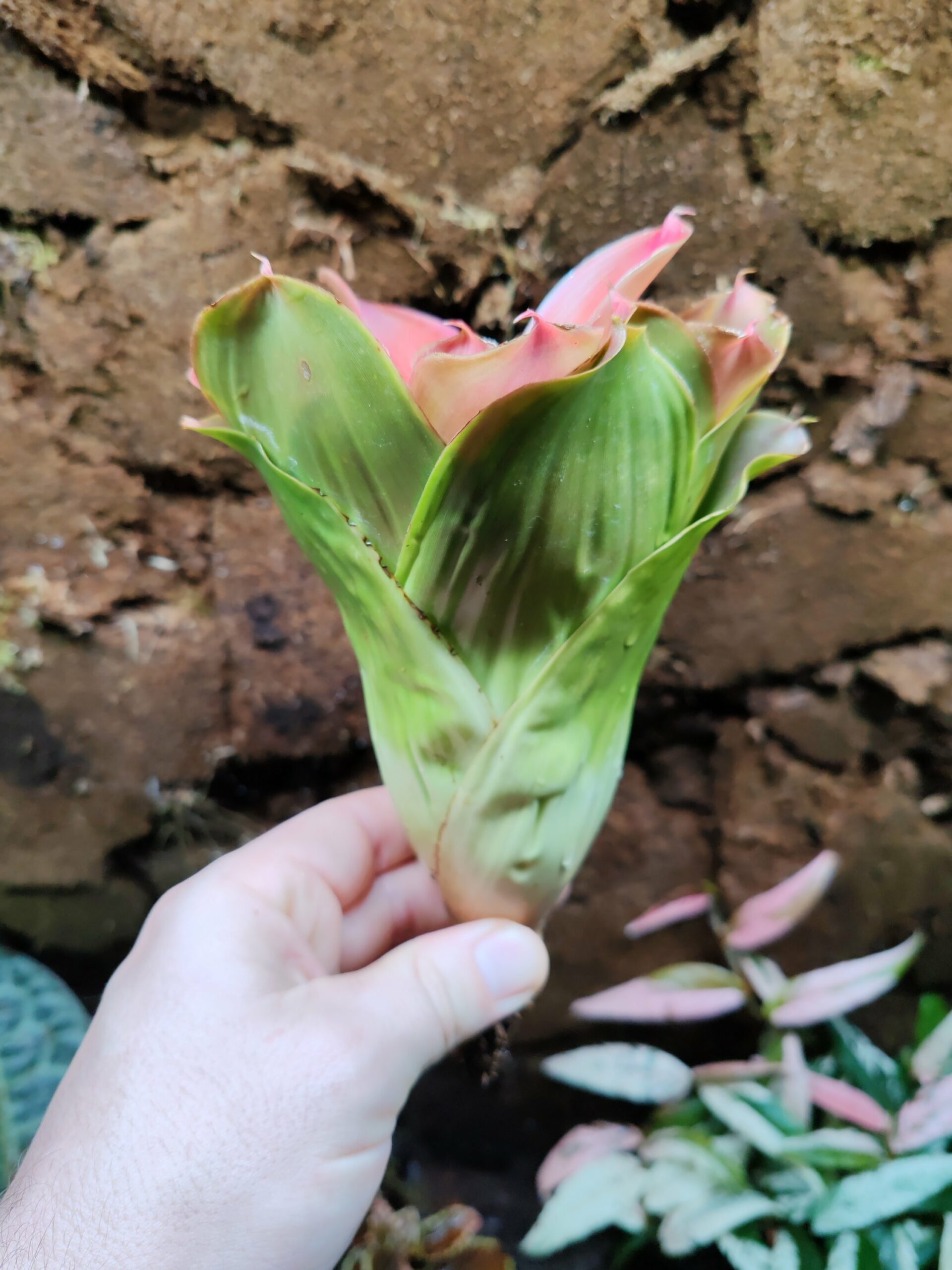Neoregelia Medusa Spineless – Image 2