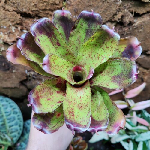 Neoregelia Yellow Polsky