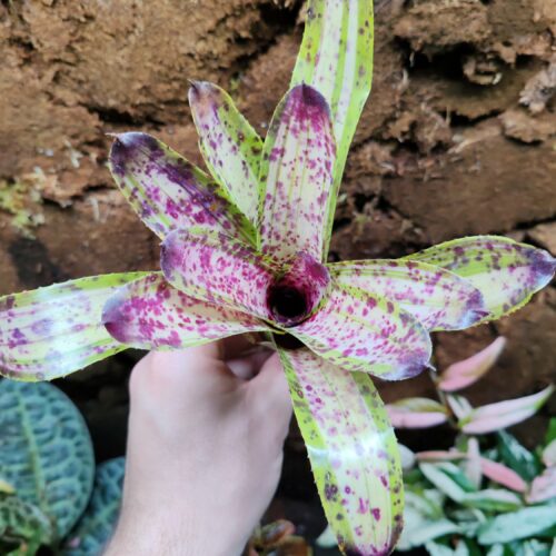 Neoregelia Chrissy