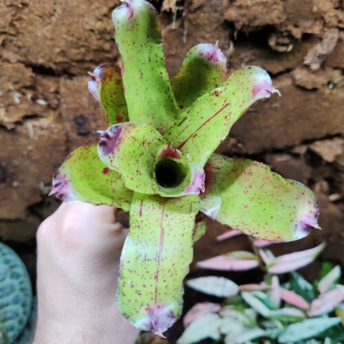 Neoregelia Yellow Dot