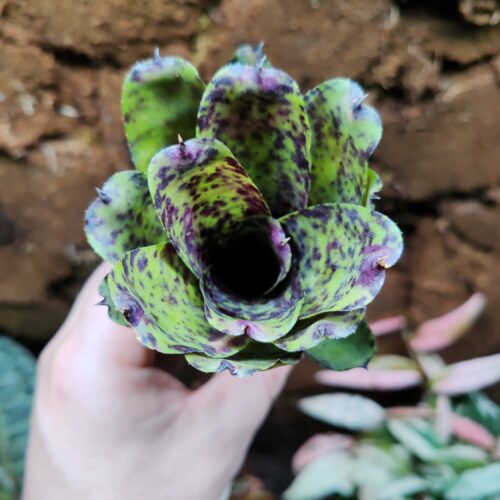 Neoregelia Caviar *premium*