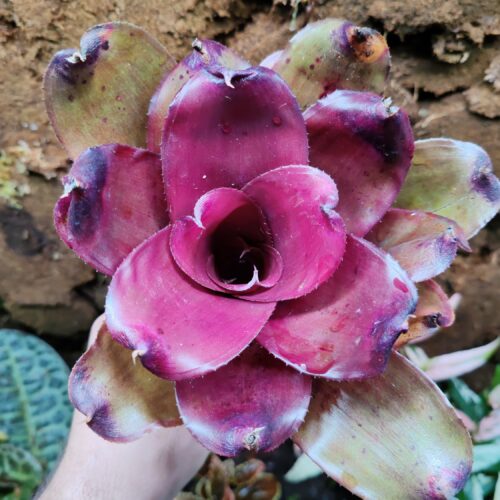 Neoregelia Compact Pink
