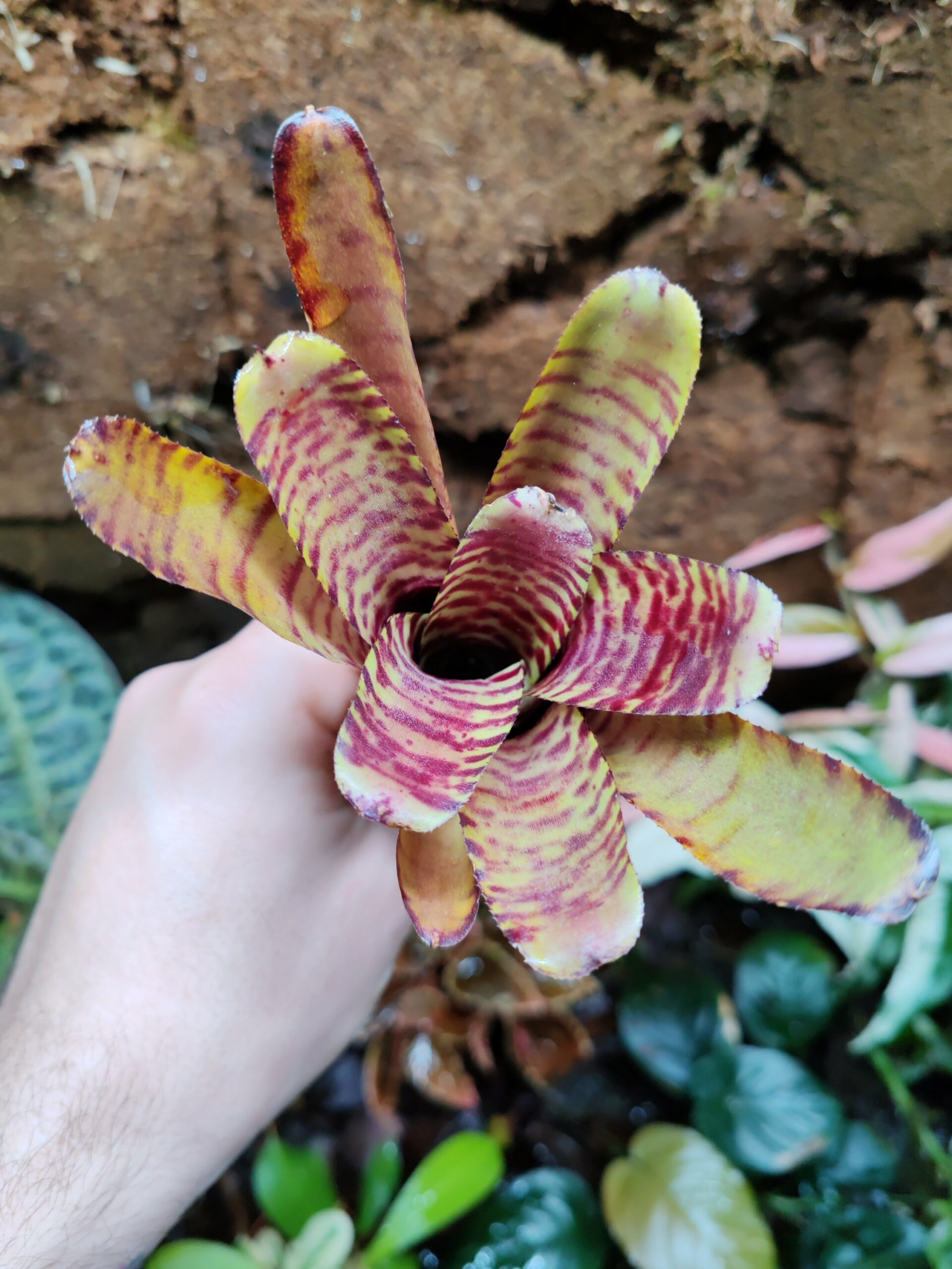Neoregelia Tiger Flesh – Image 2