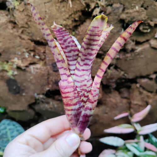 Neoregelia Tiger Flesh