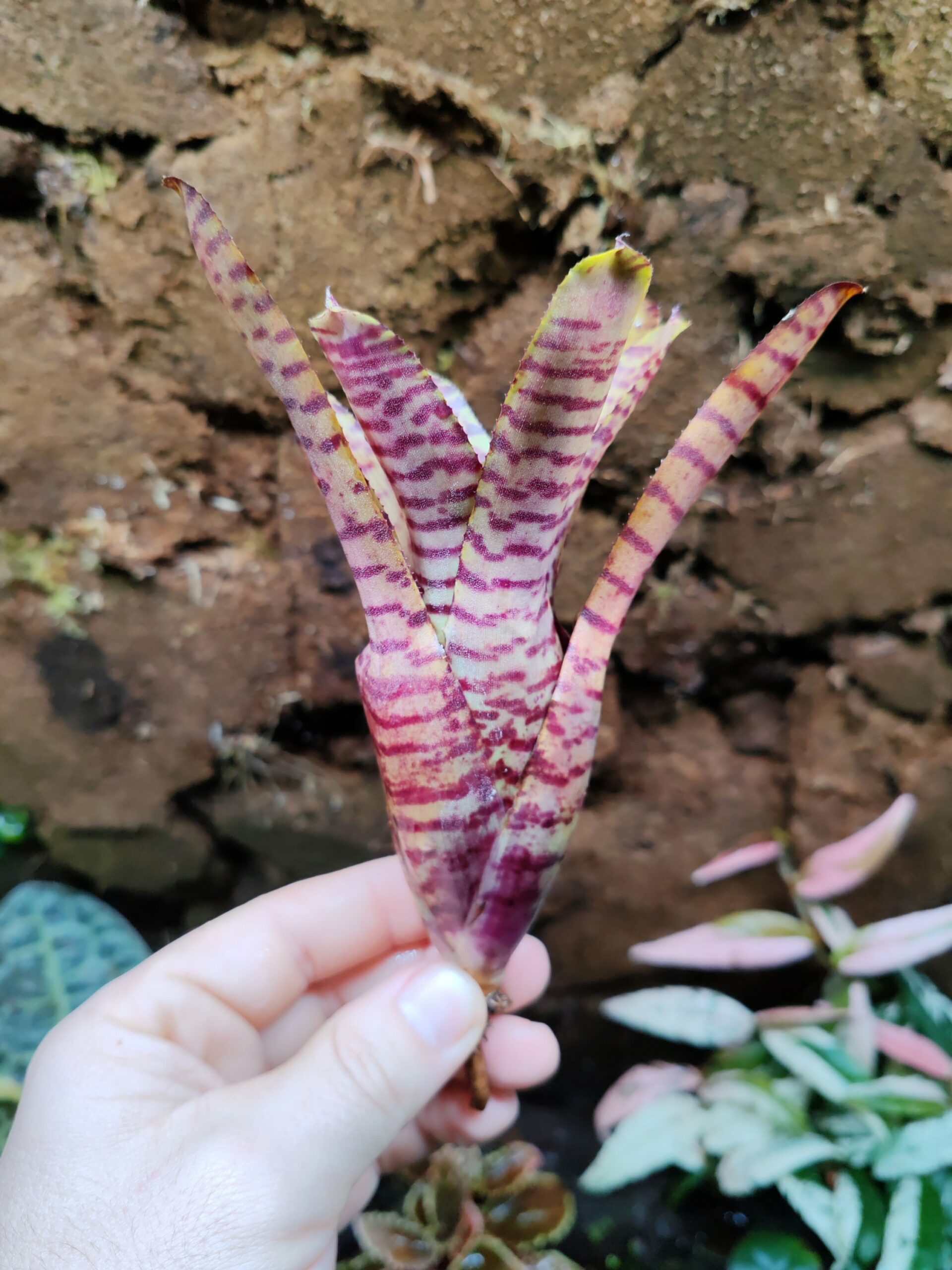 Neoregelia Tiger Flesh