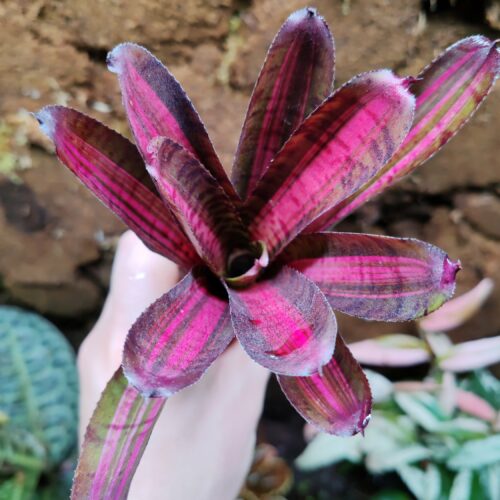 Neoregelia Hot Flash