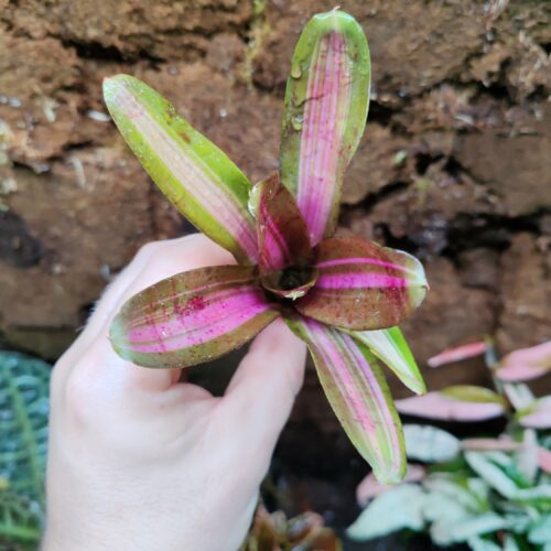 Neoregelia Polizei
