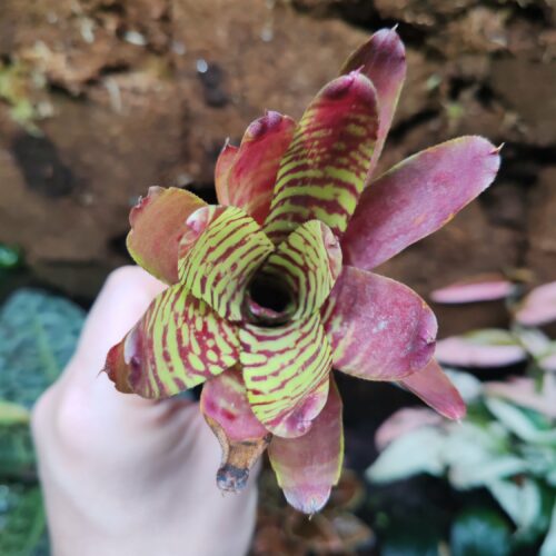 Neoregelia Fever Pitch