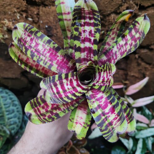 Neoregelia Crazy Rabbit