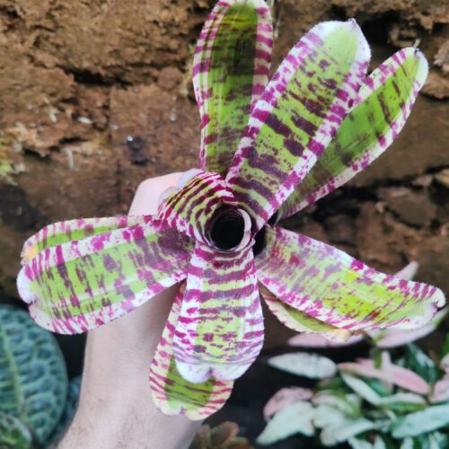Neoregelia Wild Rabbit