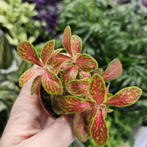Fittonia MOSAIC SKELETON XS