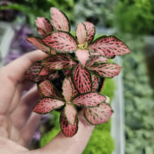 Fittonia MOSAIC PINK FOREST FLAME XS