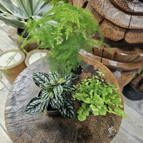 Lot de 3 plantes green 10€