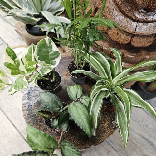 Lot de 4 plantes gecko à crête 15€