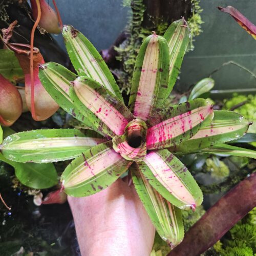 Neoregelia Adventura