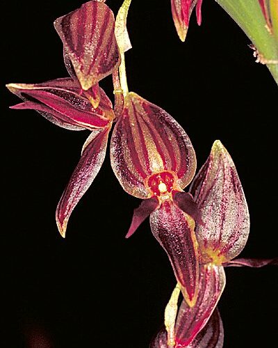 Orchidée miniature - Pleurothallis secunda