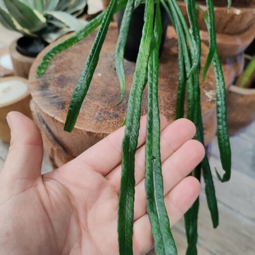 Fougère - Campyloneurum angustifolium XL