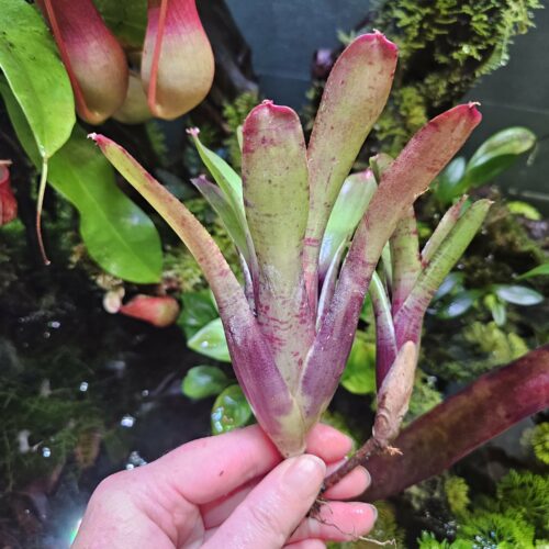 Neoregelia pinky green