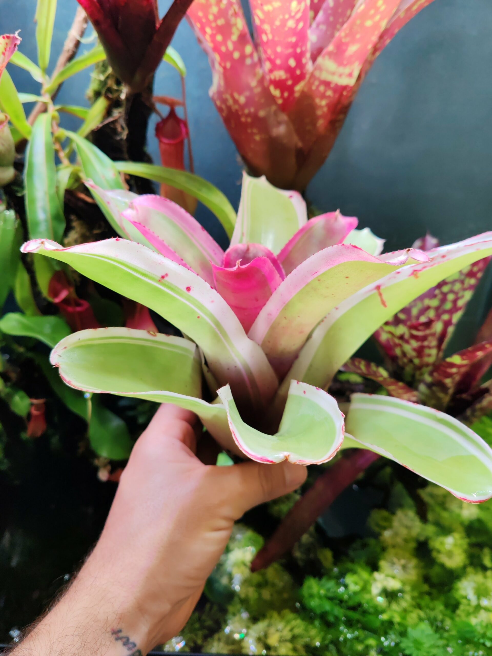 Neoregelia Bellacia – Image 3