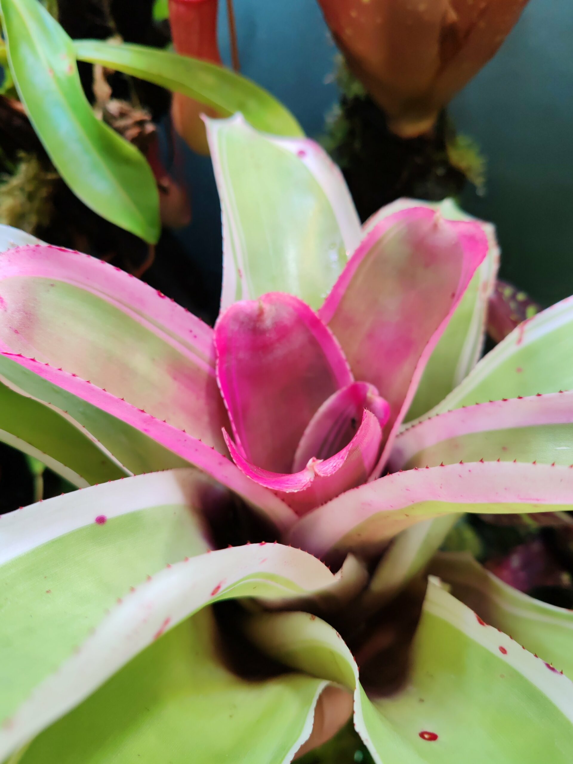 Neoregelia Bellacia – Image 2