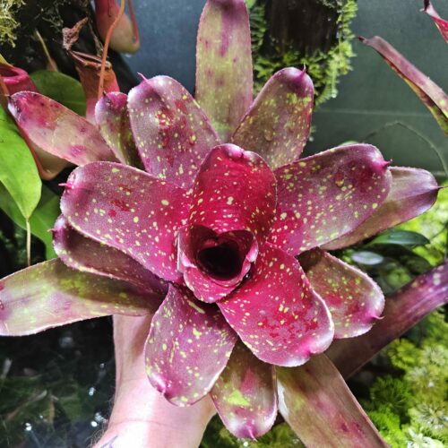 Neoregelia bombastic