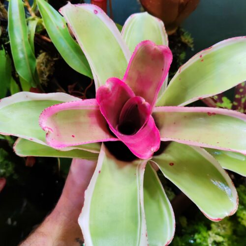 Neoregelia Bellacia