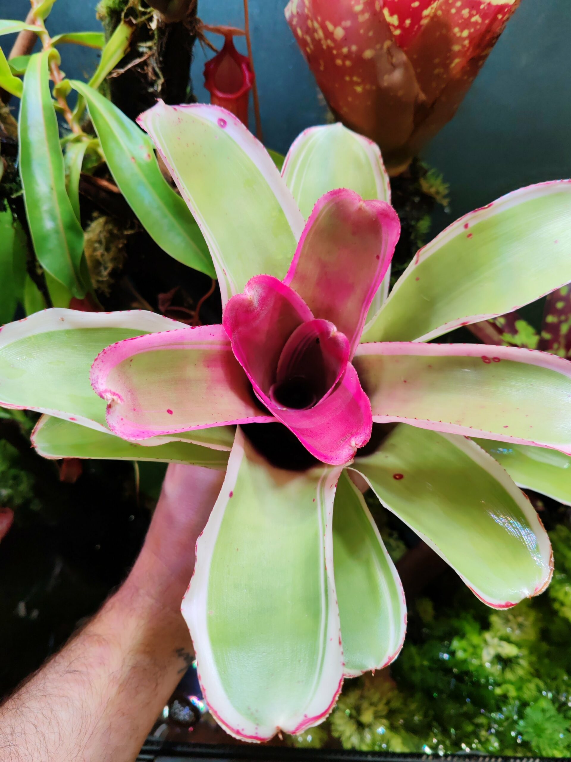 Neoregelia Bellacia