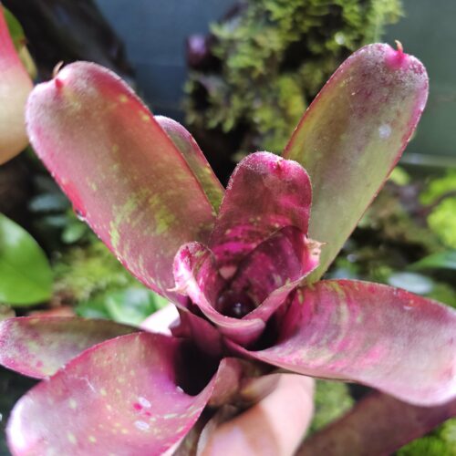 Neoregelia marble glory