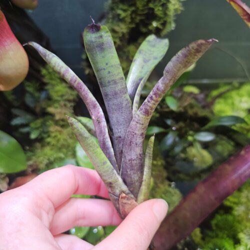 Neoregelia purple powder
