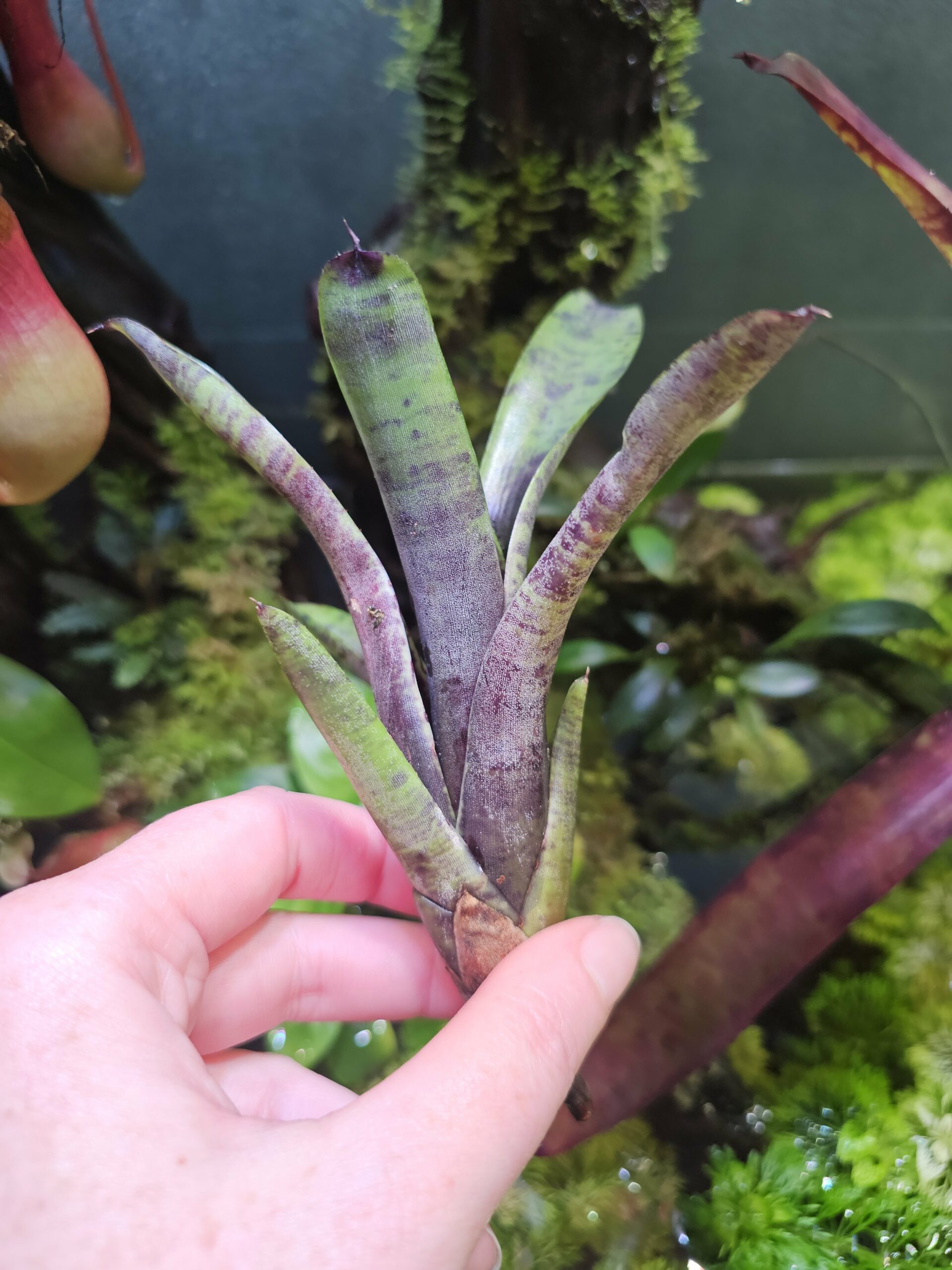Neoregelia purple powder